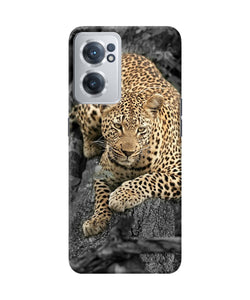 Sitting leopard OnePlus Nord CE 2 5G Back Cover