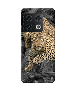 Sitting leopard OnePlus 10 Pro 5G Back Cover