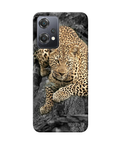 Sitting leopard OnePlus Nord CE 2 Lite 5G Back Cover