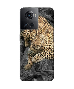 Sitting leopard OnePlus 10R 5G Back Cover