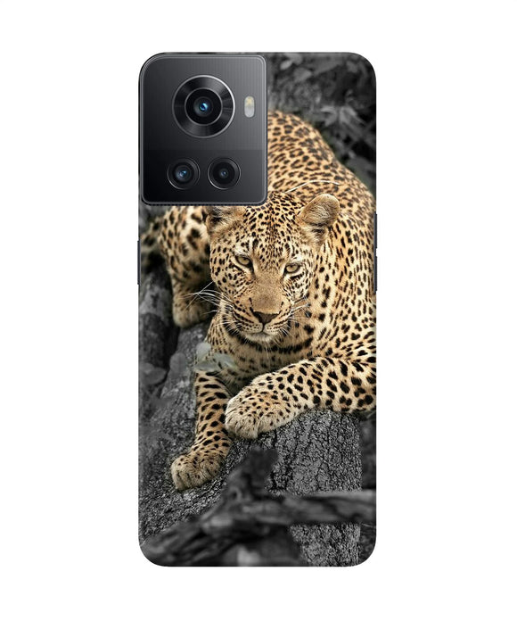 Sitting leopard OnePlus 10R 5G Back Cover