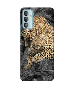 Sitting leopard Samsung F23 5G Back Cover