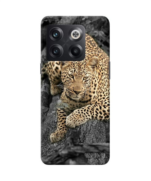 Sitting leopard OnePlus 10T 5G Back Cover