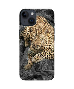 Sitting leopard iPhone 14 Back Cover