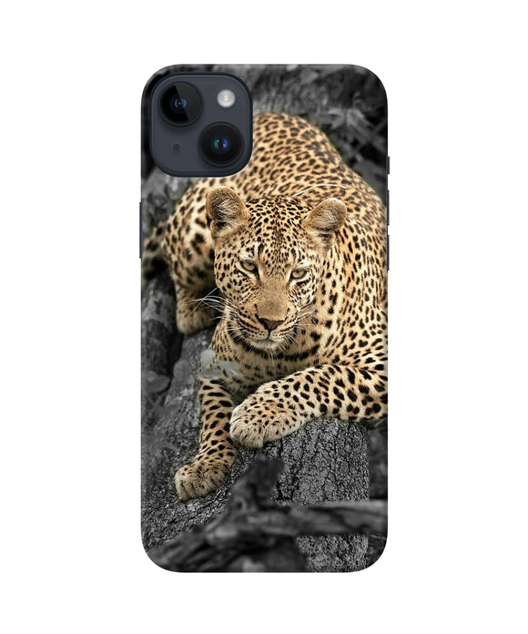 Sitting leopard iPhone 14 Plus Back Cover