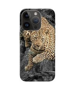 Sitting leopard iPhone 14 Pro Back Cover