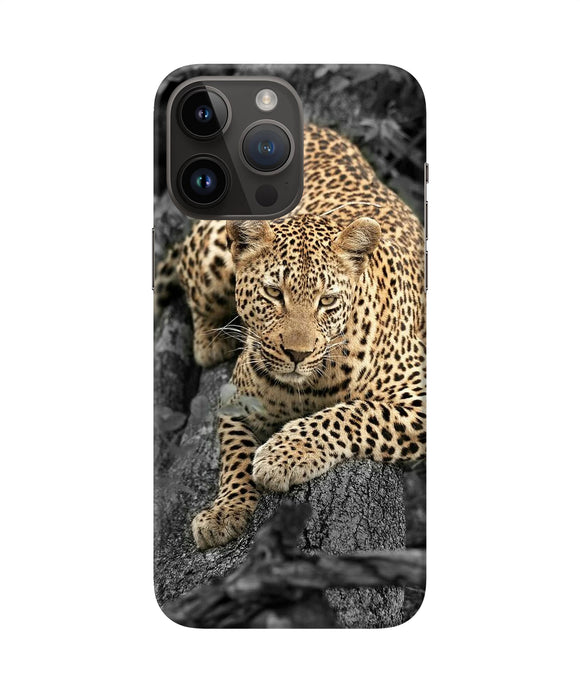 Sitting leopard iPhone 14 Pro Max Back Cover