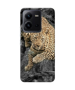 Sitting leopard Vivo V25 5G Back Cover