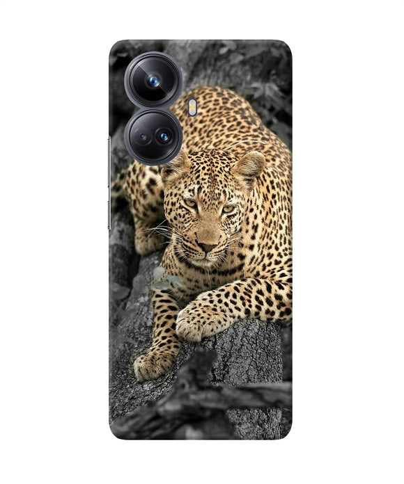 Sitting leopard Realme 10 Pro plus 5G Back Cover