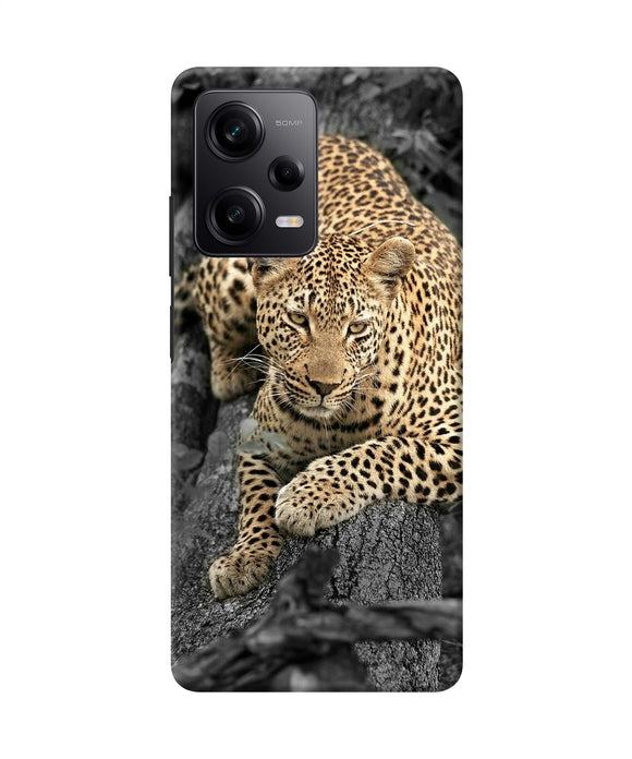 Sitting leopard Redmi Note 12 5G Back Cover