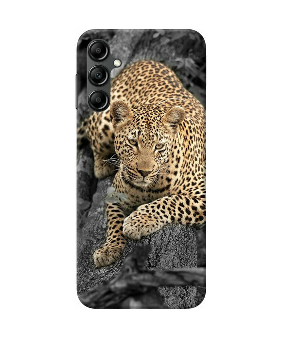 Sitting leopard Samsung A14 5G Back Cover
