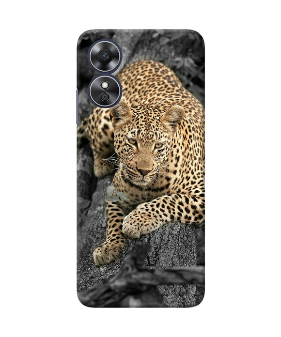 Sitting leopard Oppo A17 Back Cover