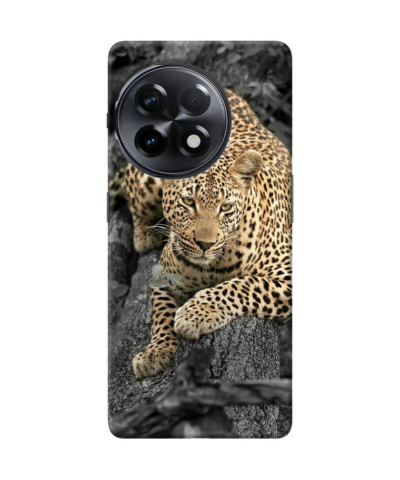 Sitting leopard OnePlus 11R Back Cover